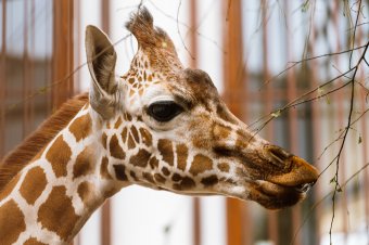 Állati jó találkozások gyerekeknek és nem csak