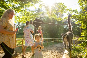 Szülinapi zsúr az állatoknak, ünnepel a marosvásárhelyi állatkert