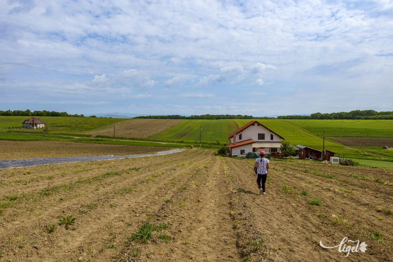 Spárgaföld. Messziről nem is látszik, hogy a királyok eledelét rejti az ültetvény •  Fotó: Haáz Vince