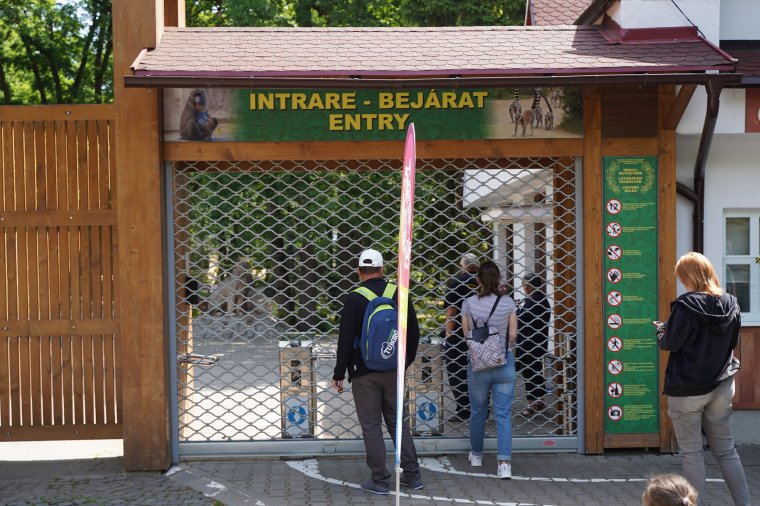 El kellett kábítani egy oroszlánt