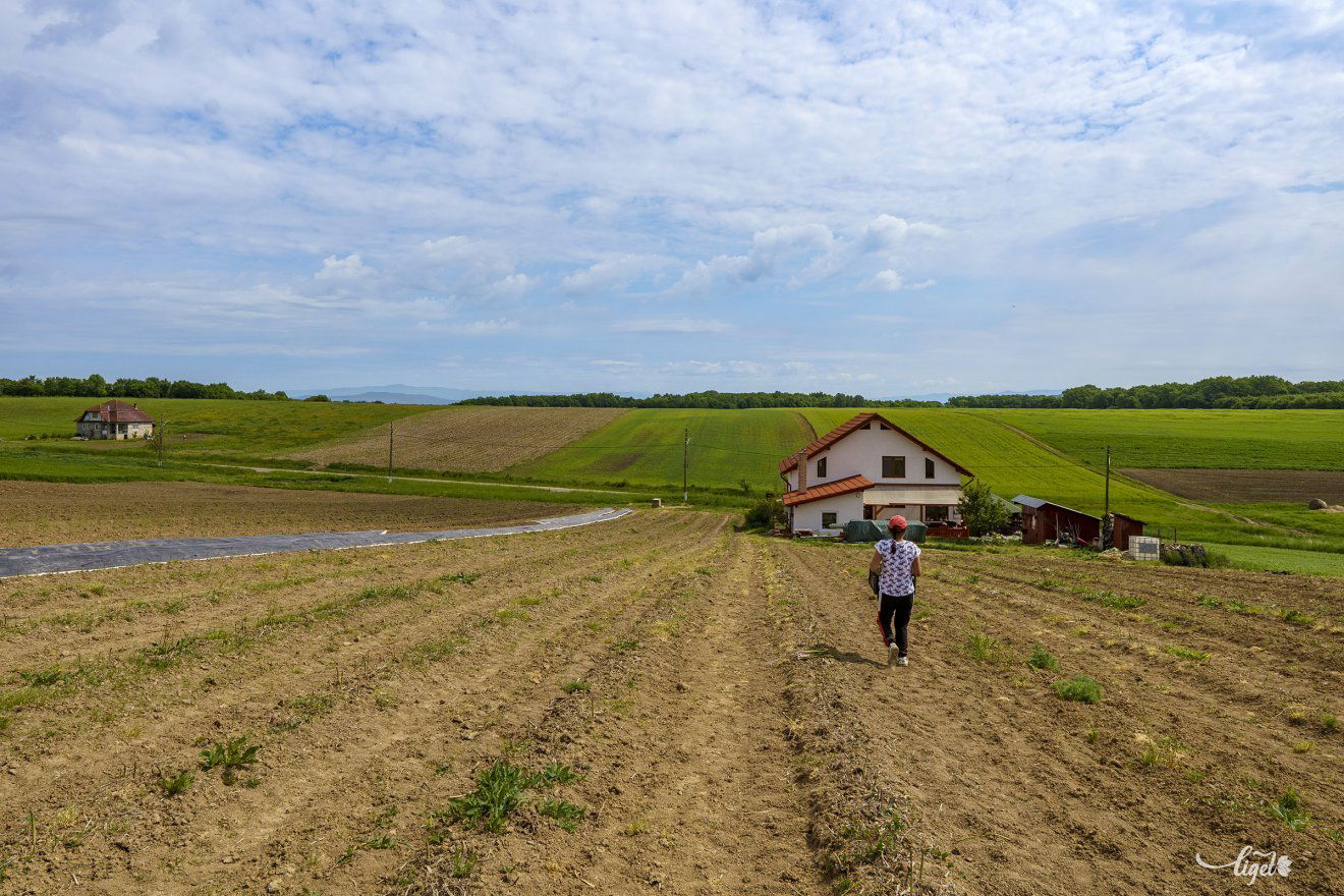 Spárgaföld. Messziről nem is látszik, hogy a királyok eledelét rejti az ültetvény •  Fotó: Haáz Vince