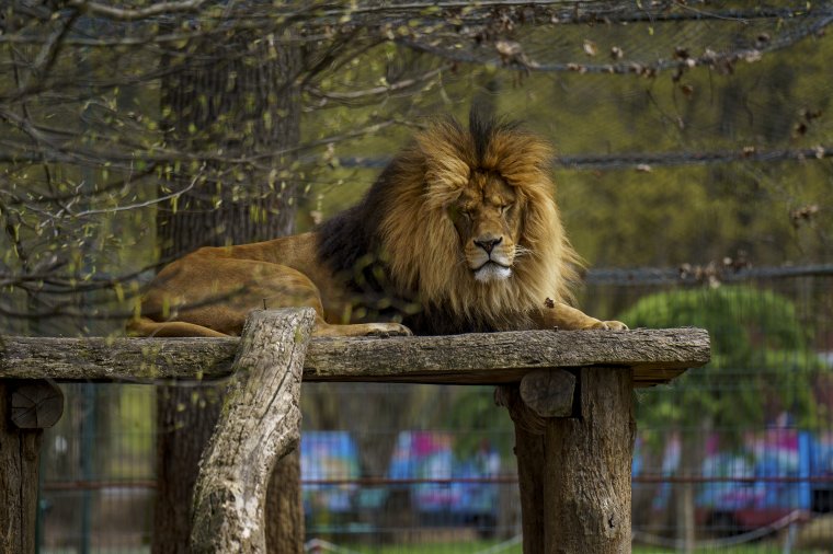 Oroszlánt láttak Târgovişte utcáin, az állatkertnek nem hiányzik