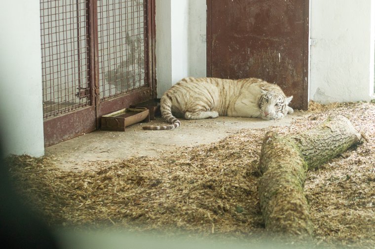 Fehér bengáli tigrisek érkeztek Szegedről a marosvásárhelyi állatkertbe