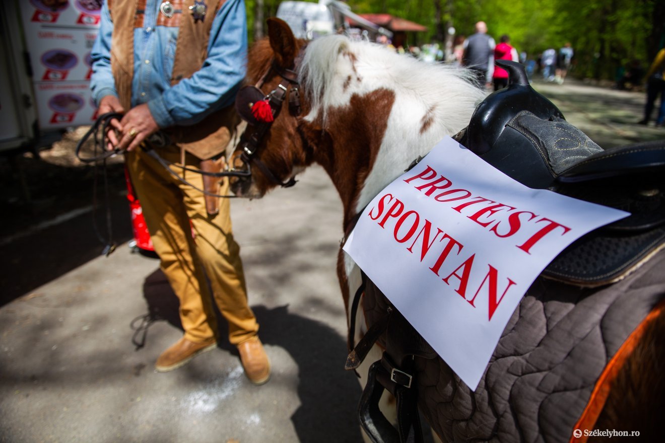 A kis póni is sztrájkolt egy órát •  Fotó: Rab Zoltán