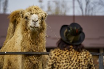 Csipkerózsika-álmából ébred a vásárhelyi állatkert – Szánthó János igazgató tervekről, megvalósításokról   