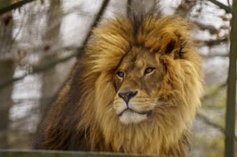 „Csoda, hogy túlélte”: oroszlánoktól hemzsegő vadonban maradt épségben egy gyermek