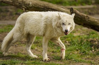 Farkas harapott meg egy kislányt a szebeni állatkertben