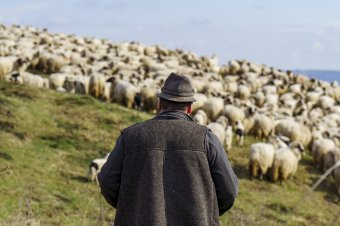 Idén is ötven lej körül alakul a húsvéti bárányhús kilója
