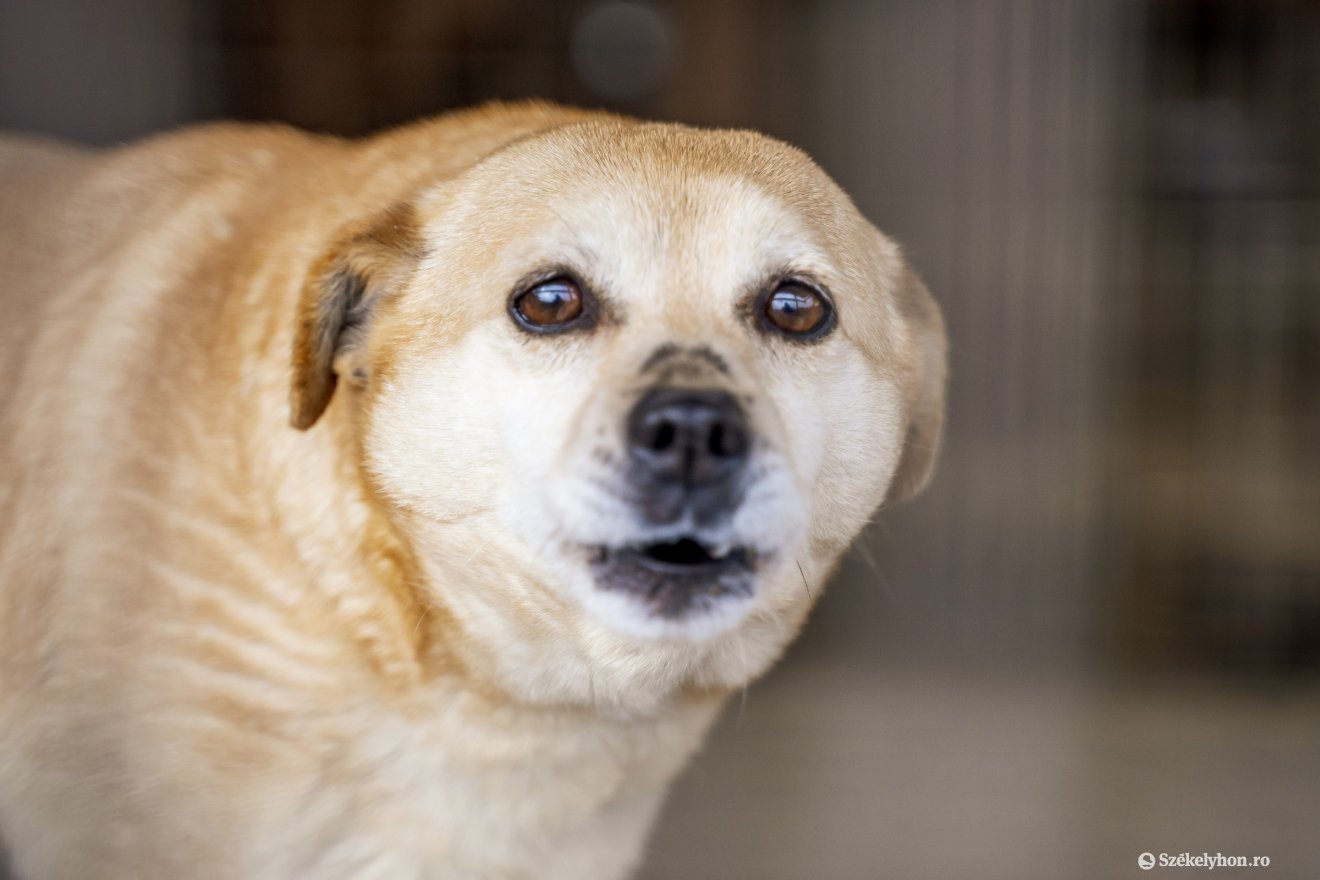 A házikedvenceket és a kóbor állatokat is ivartalanítják egy-egy akció során  &bullet;  Fotó: Haáz Vince