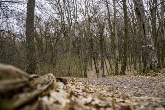 Kilenc akácfát vágott ki három fiatal, őrizetbe vették őket