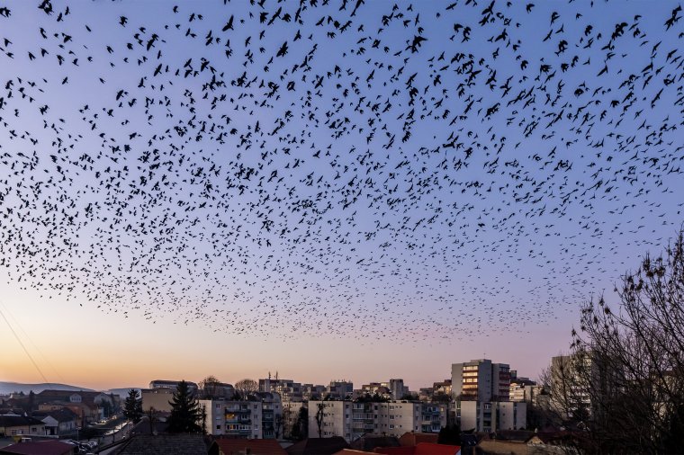 Ha nem lenne elég baj a varjakkal, most még ez is: ellenünk fordulhatnak