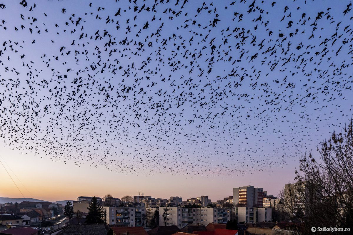 Varjak Marosvásárhelyen. Vészjósló kép •  Fotó: Haáz Vince