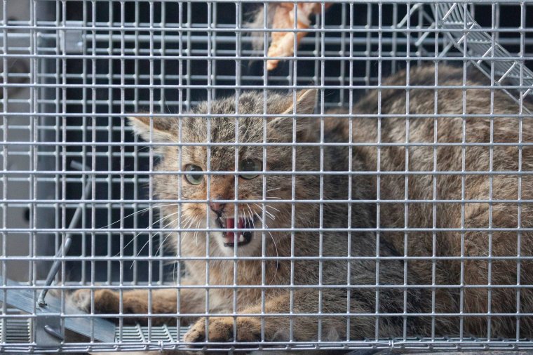 Ilyen sincs minden nap: vadmacskát fogtak be Marosvásárhelyen