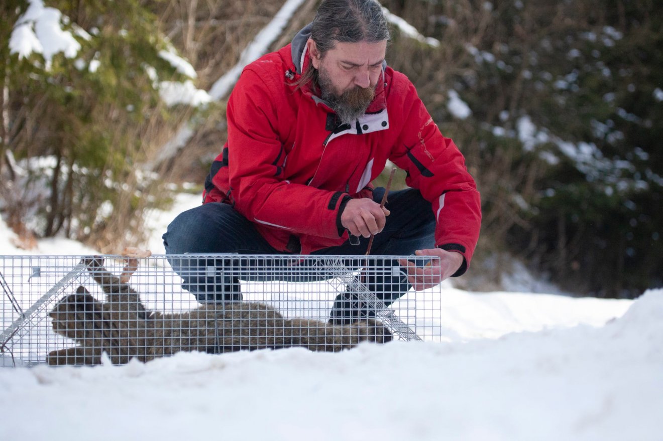 Borka-Vitális Levente állatorvos a csapdából kiengedi a vadat •  Fotó: Vets4Wild