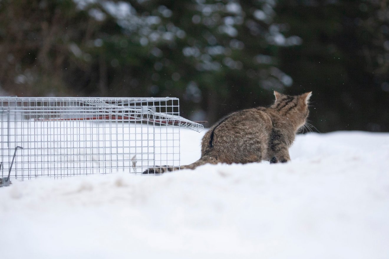 Újra szabadon a védett állatnak számító példány •  Fotó: Vets4Wild