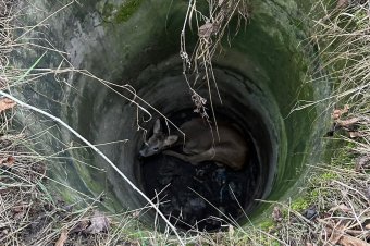 Őzikét mentettek ki a kútból