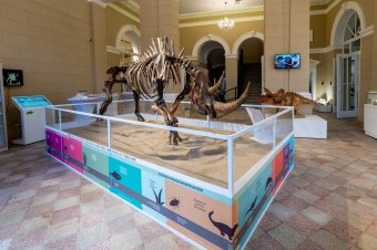 Arizonán keresztül, Szibériából érkezett a természettudományi múzeum legérdekesebb csontváza