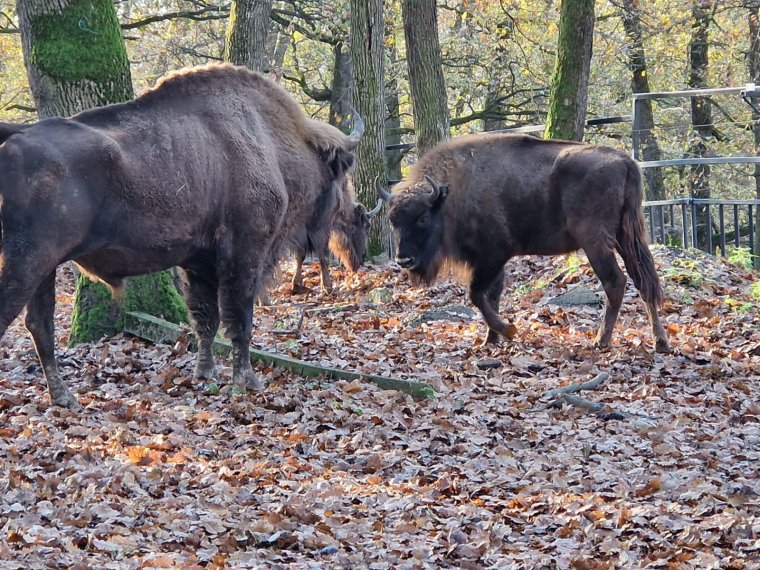 Új bölények érkeztek a marosvásárhelyi állatkertbe