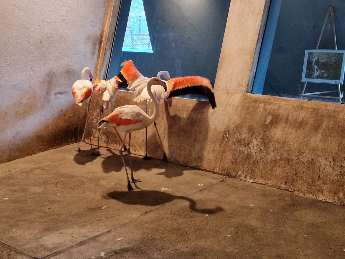 Rózsás flamingó •  Fotó: Marosvásárhelyi Állatkert