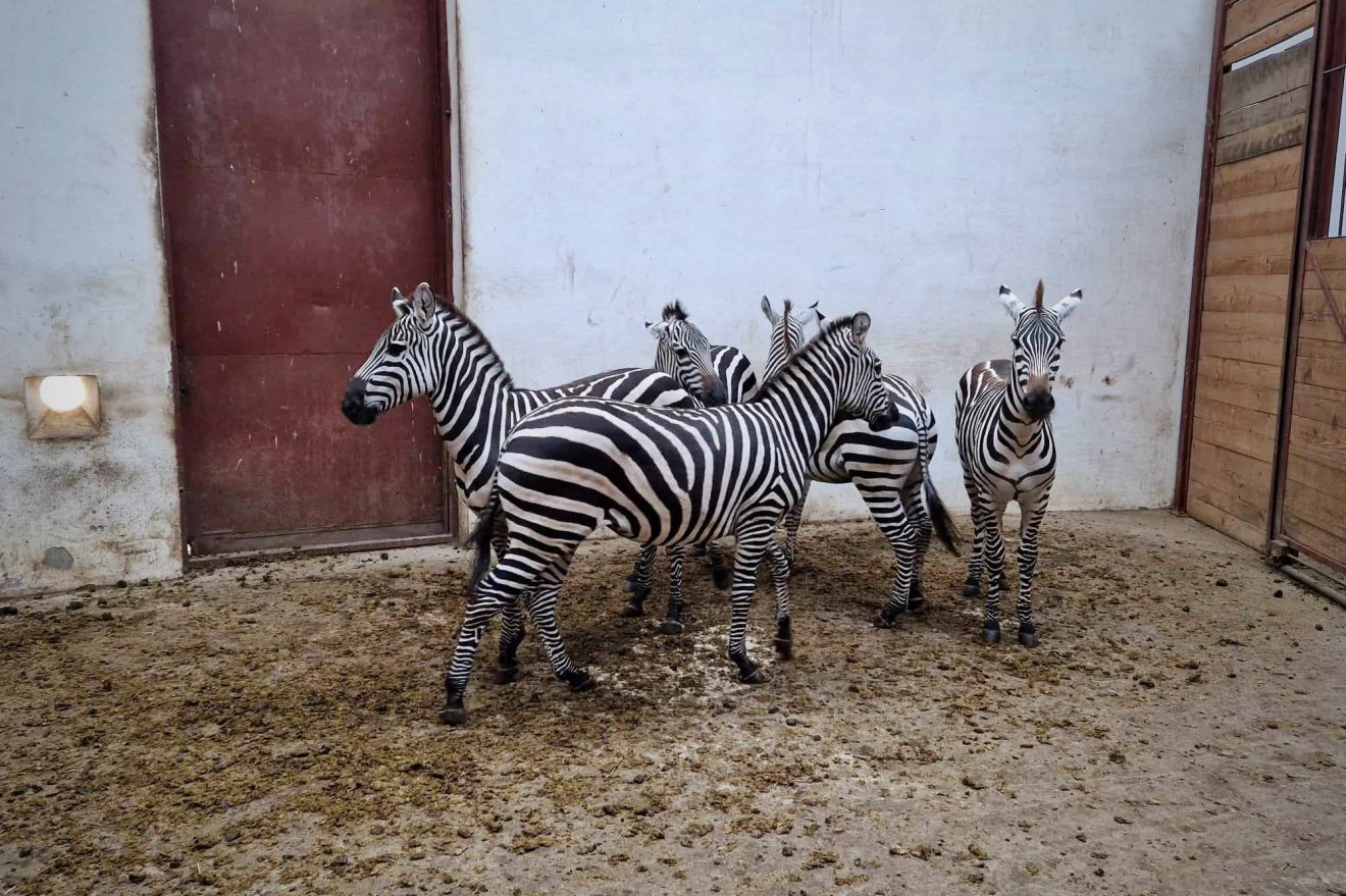 Öt zebra érkezett Marosvásárhelyre •  Fotó: Marosvásárhelyi Állatkert