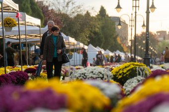 Főszerepben a krizantém – virágvásár nyílt Marosvásárhely főterén