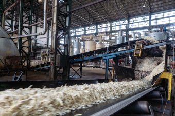 A földeken is maradt cukorrépa, bezárt a ludasi gyár