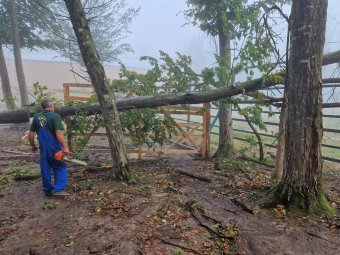 Kiszabadult két bölény, ideiglenesen zárva tartott a marosvásárhelyi állatkert