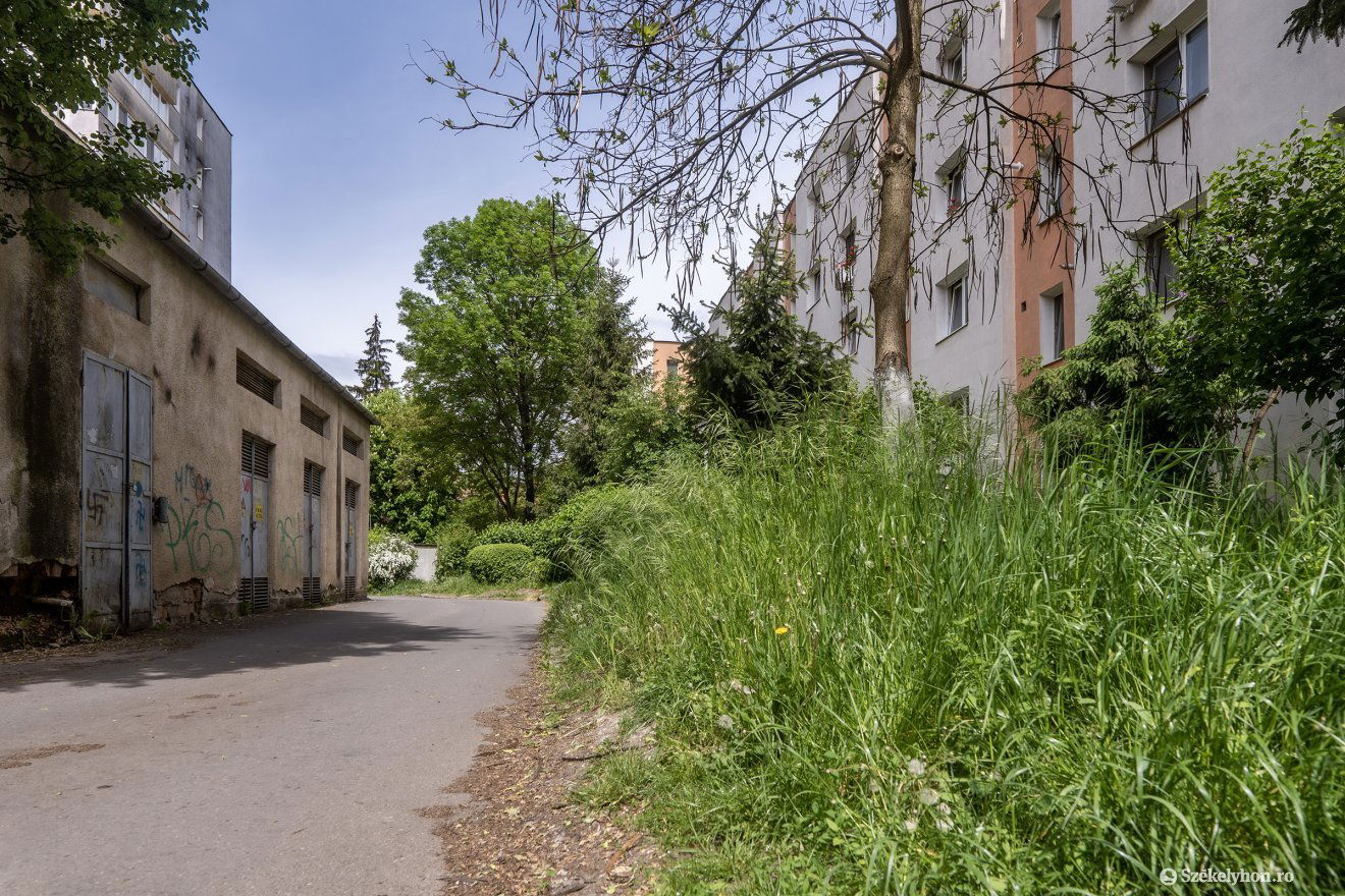 A Tudor lakótelepen elhanyagoltak a zöldövezetek •  Fotó: Haáz Vince