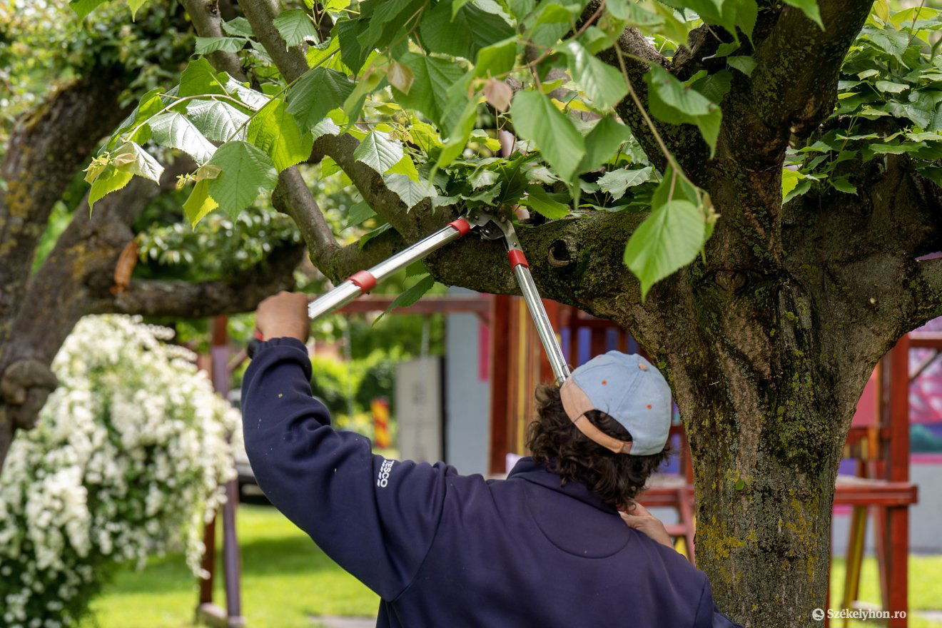 Kissé megkésve, de metszik a fákat •  Fotó: Haáz Vince