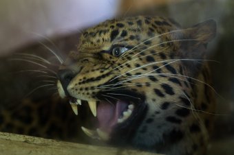 Éjszakázoo: az afrikai állatok lesznek a középpontban a Marosvásárhelyi Állatkert különleges eseményén