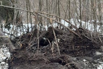 Csapdába esett medvét szabadítottak ki