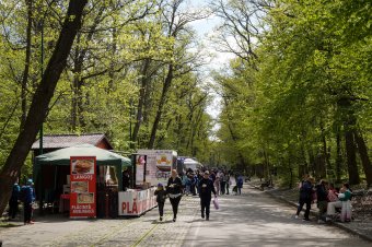 Kivágják a veszélyt jelentő fákat a Somostetőn