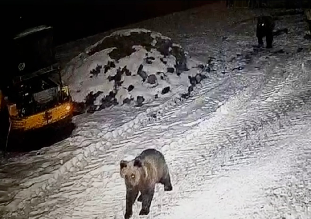 Ezt a medvét is a Marosvásárhely melletti Somostetőn kapták lencsevégre a közelmúltban •  Fotó: Marosvásárhely Polgármesteri Hivatala