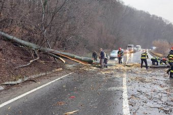 Ellehetetlenítette a forgalmat az úttestre dőlt fa