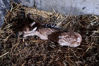 Pettyes szarvasborjú született a marosvásárhelyi állatkertben