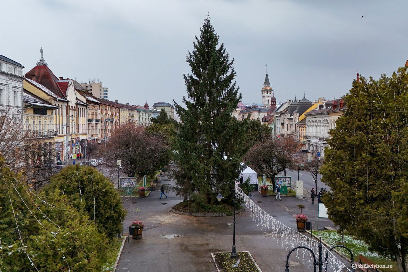 A Tudor lakótelepről hozták a természetes fenyőt •  Fotó: Haáz Vince