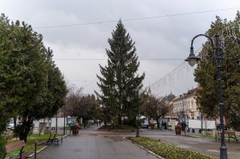 Két legyet egy csapásra: bosszúságot okozó fenyőből lesz karácsonyfa