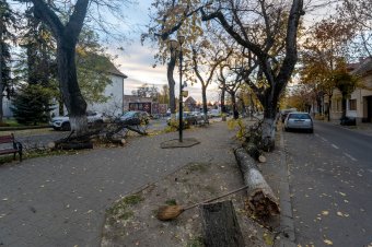 A tűzoltók vágtak ki egy veszélyes fát a marosvásárhelyi Vársétányon