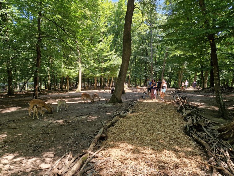 Állatkerti hírek: betekintés a dámszarvasok életterébe