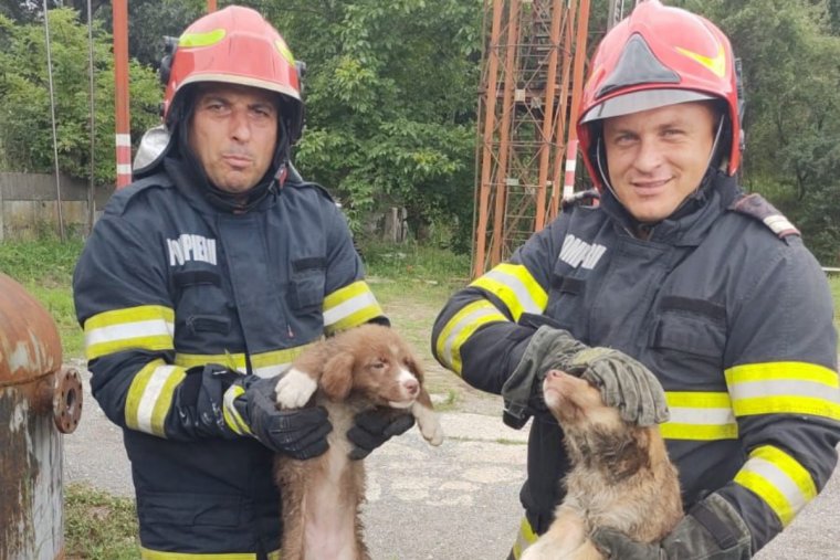 Napi cukiság: kiskutyákat mentettek a kanálisból a tűzoltók