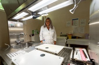 A patológus, akinek oroszlánszerepe van a diagnózis felállításában