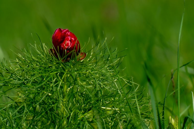 Már nyílnak a sztyeppei bazsarózsák