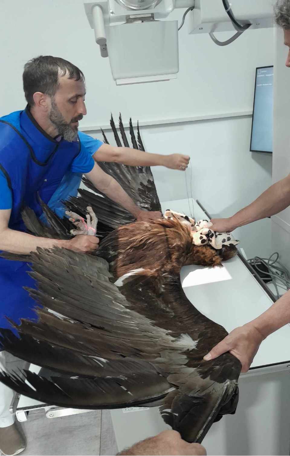 A vásárhelyi Vets4Wild klinikán vizsgálták meg elsőként a madarat •  Fotó: Milvus csoport