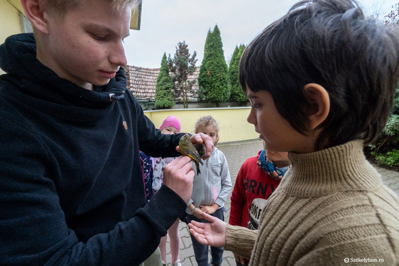 Hamarosan újra szabad lesz a kis énekesmadár •  Fotó: Haáz Vince
