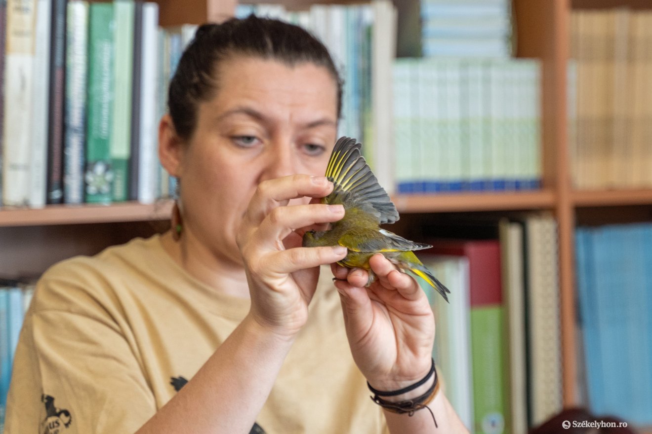 A tollakat is ellenőrizték, a szárnyakat megmérték •  Fotó: Haáz Vince