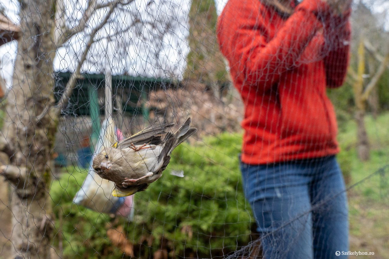 Beakadt a hálóba, hamarosan a zsákocskába kerül •  Fotó: Haáz Vince