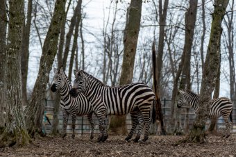 Fagylaltos kocsi is lesz az állatkertben