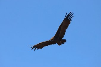 Elhullott őz teteméből evett az átutazó barátkeselyű