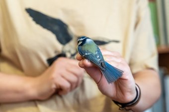 Zsákocskába zárták, szemügyre vették majd elengedték – madárgyűrűzésen jártunk