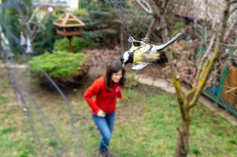 Néhány nap alatt a postaládánkba költözhet a cinege, és onnantól a mi felelősségünk megóvni